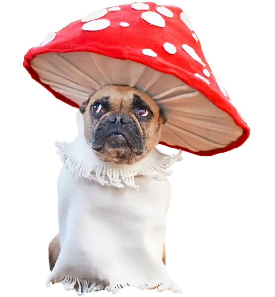 dog in a mushroom costume